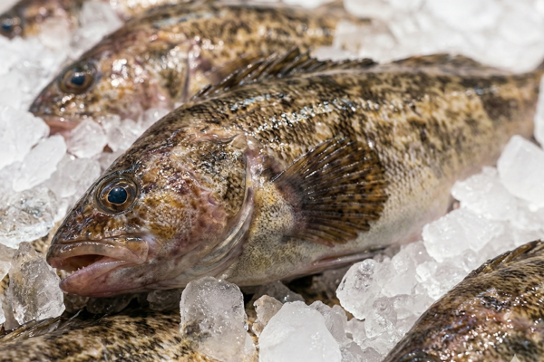 FRESH GREENLING