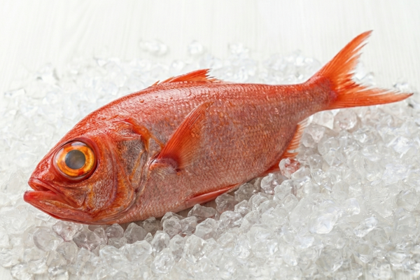FRESH ALFONSINO