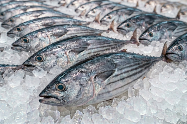 FRESH BONITO