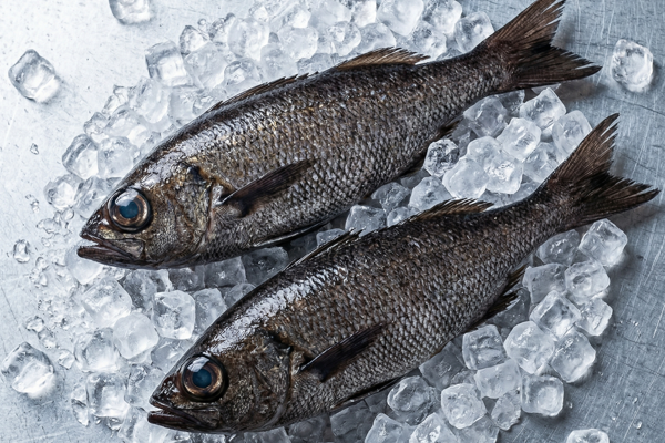 FRESH JAPANESE BLUEFISH