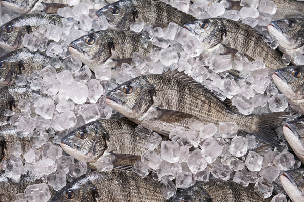 FRESH BLACK SEA BREAM