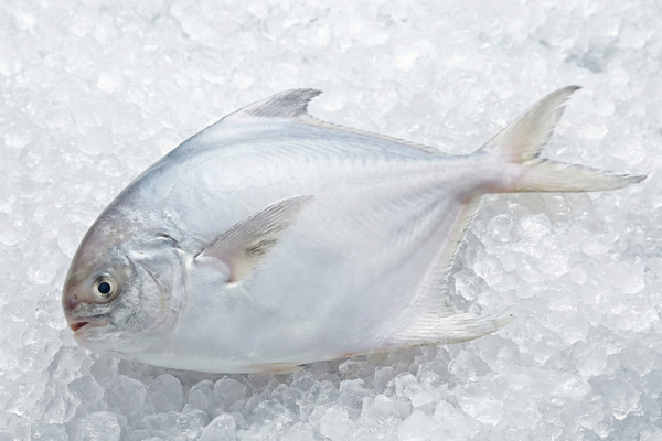 FRESH HARVESTFISH