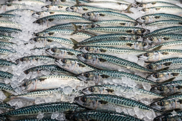 FRESH MACKEREL