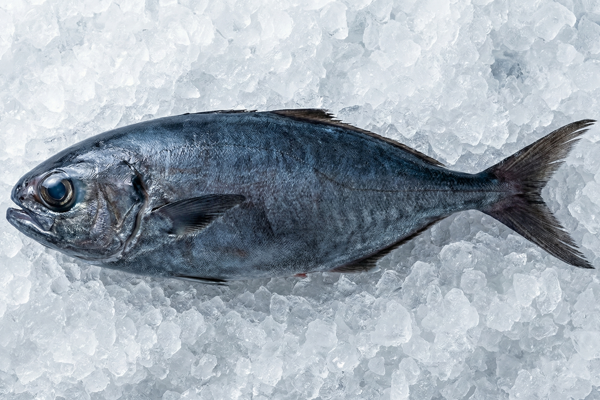 FRESH BUTTERFISH