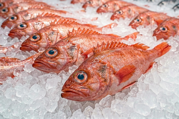 FRESH CHANNEL ROCKFISH