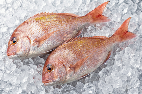 YELLOW-BACK SEABREAM