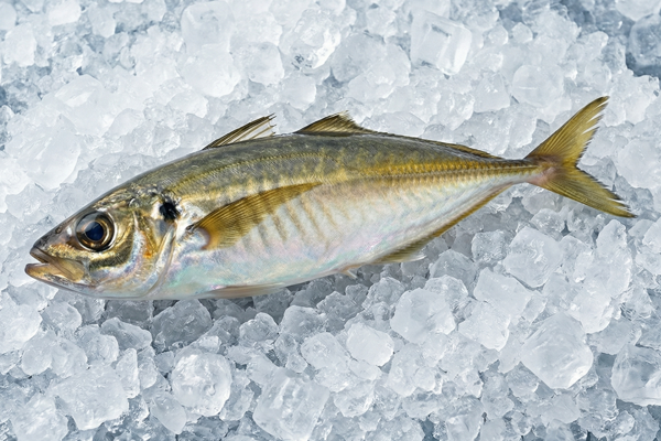 SEKI HORSE MACKEREL