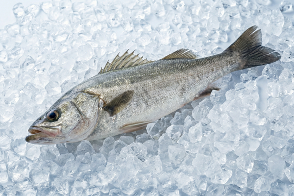 SEA BASS