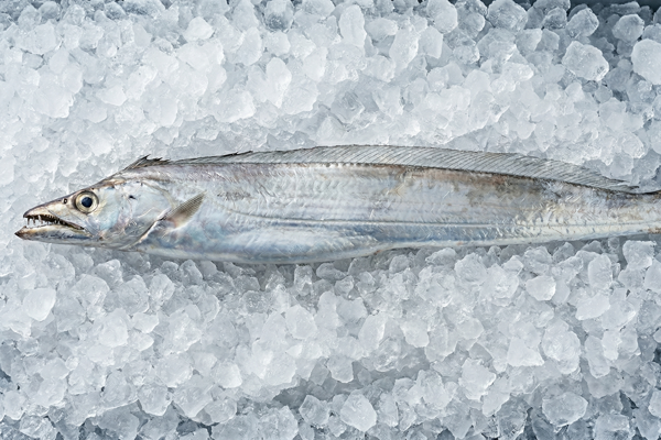 FRESH WILD LARGEHEAD HAIRTAIL