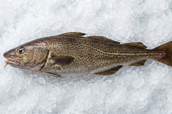 MALE PACIFIC COD