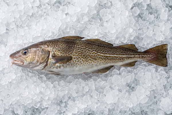 FEMALE PACIFIC COD
