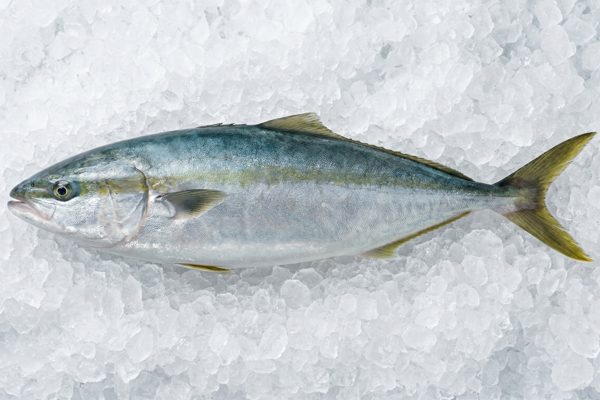 YELLOWTAIL