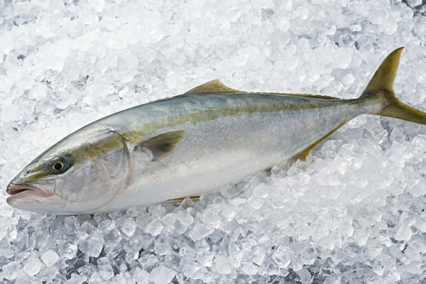 WILD YELLOWTAIL