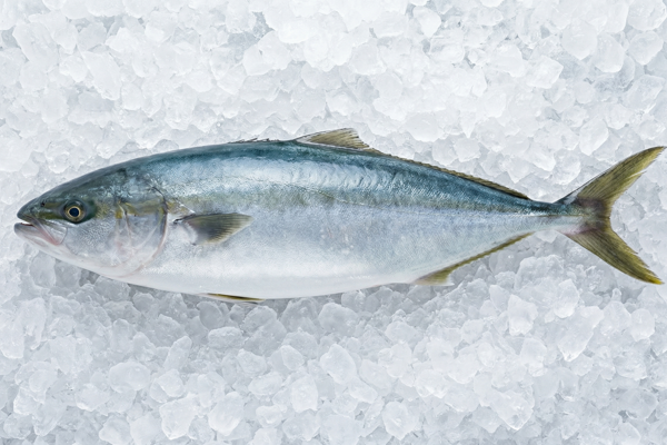 WINTER YELLOWTAIL
