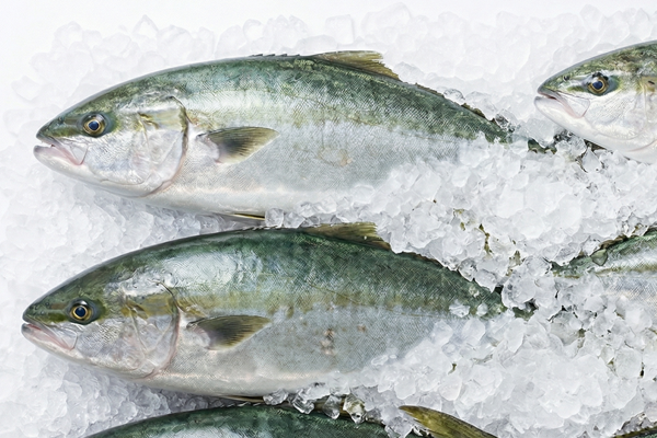 CULTURED GREATER AMBERJACK