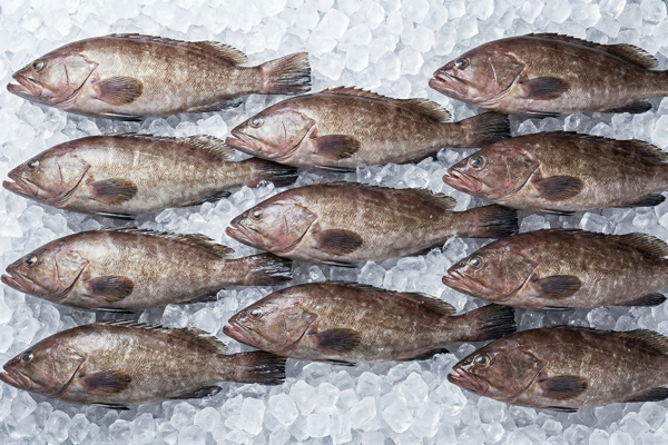 CULTURED STRIPED GROUPER