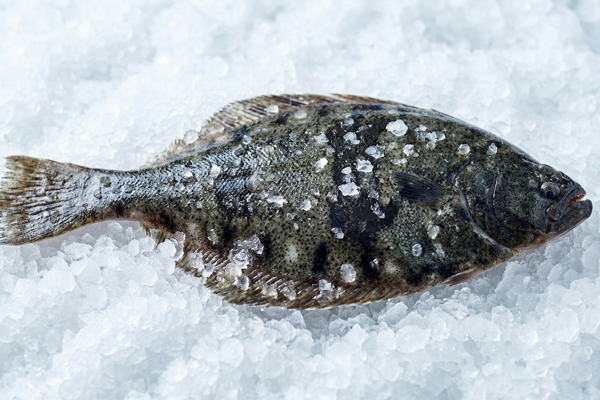 BARFIN FLOUNDER