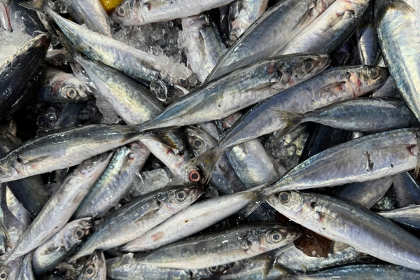 SMALL HORSE MACKEREL