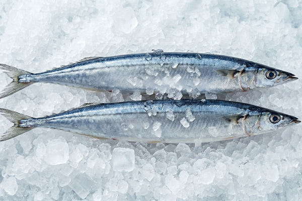 RAW PACIFIC SAURY