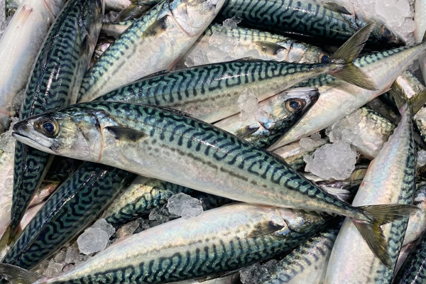 FISHING HORSE MACKEREL