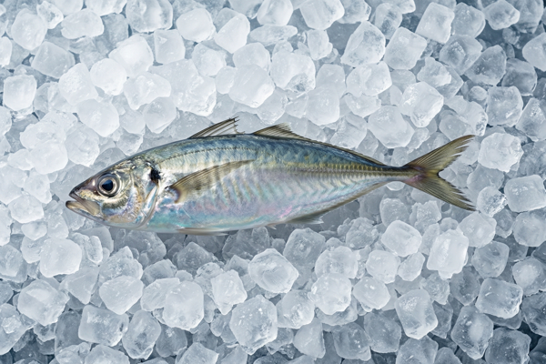 FRESH JACK MACKEREL