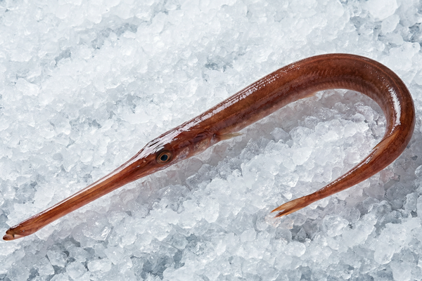 CORNETFISH