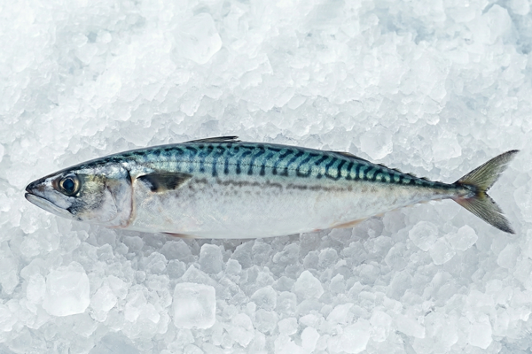 CULTURED CHUB MACKEREL