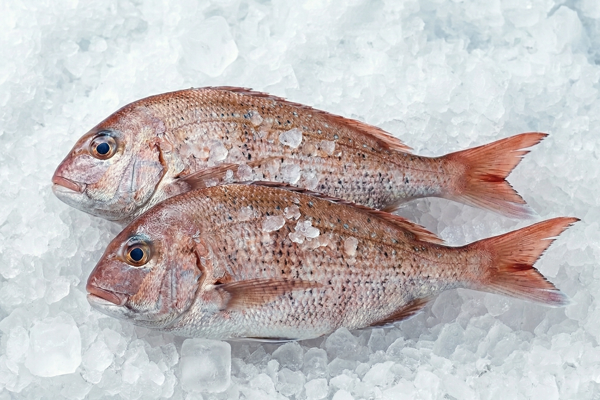 FARMED RED SEA BREAM