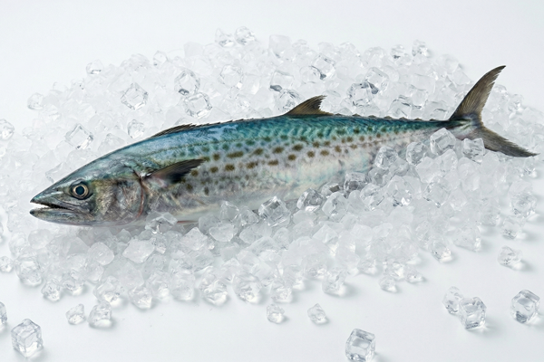 YOUNG SPANISH MACKEREL