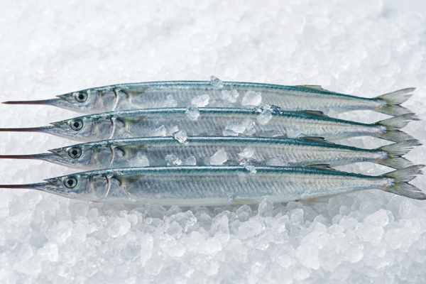 HALFBEAK