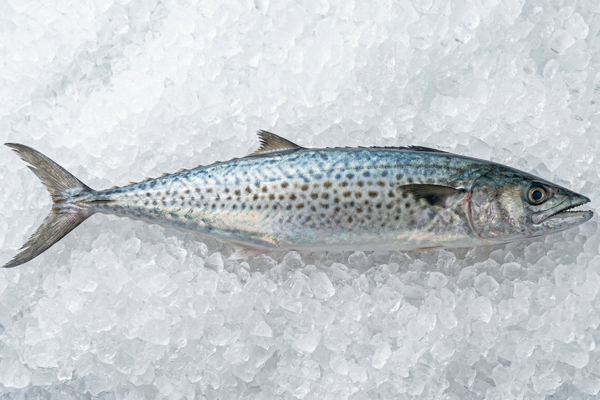 JAPANESE SPANISH MACKEREL