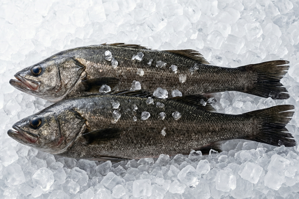 BLACKFIN SEA BASS