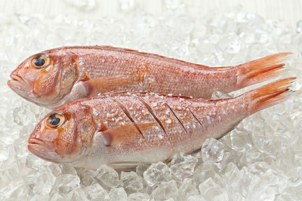 RED TILEFISH