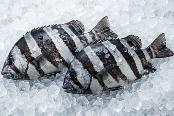 STRIPED BEAKFISH