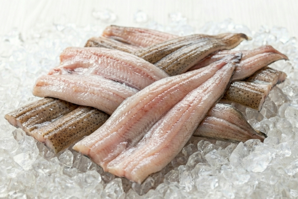 FRESH CONGER EEL