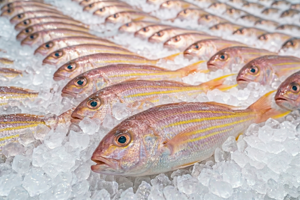 GOLDEN THREADFIN BREAM
