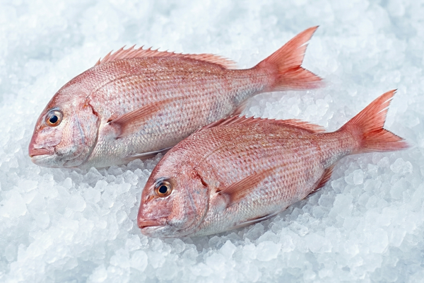 WILD RED SEA BREAM