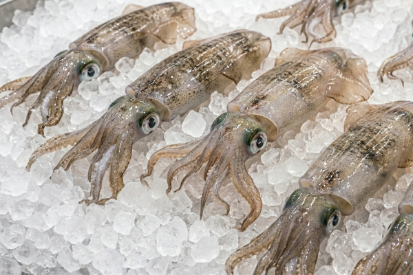BIGFIN REEF SQUID