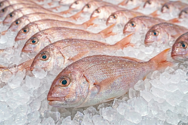 YOUNG SEA BREAM