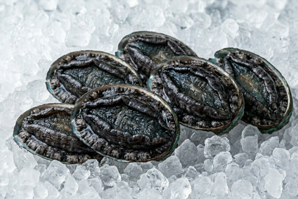 BLACK ABALONE