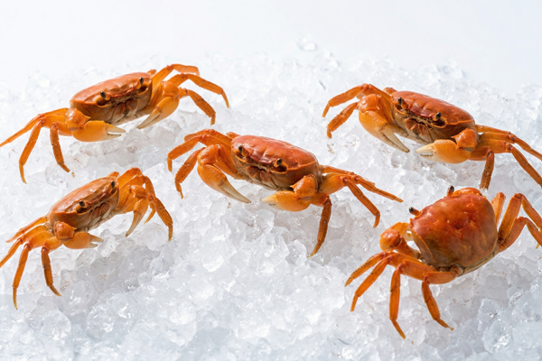 JAPANESE FRESHWATER CRAB