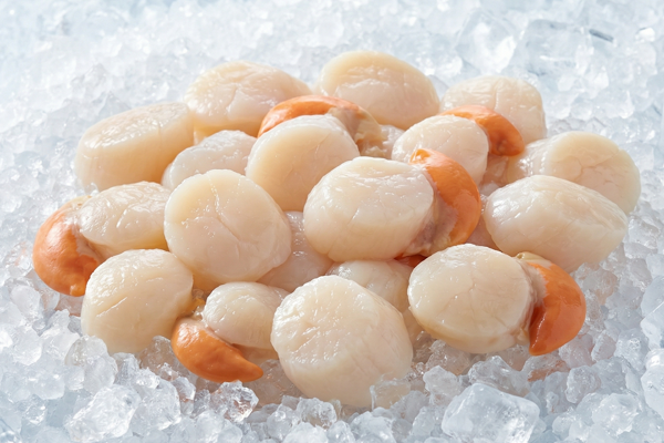 SHUCKED SCALLOPS