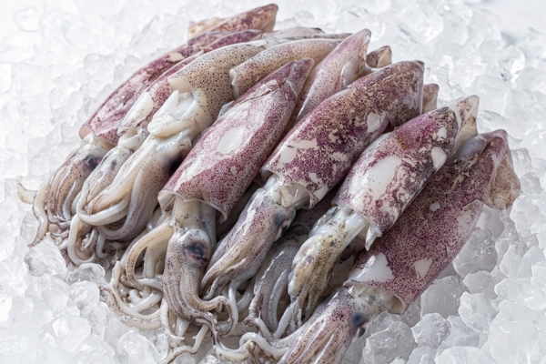SPEAR SQUID