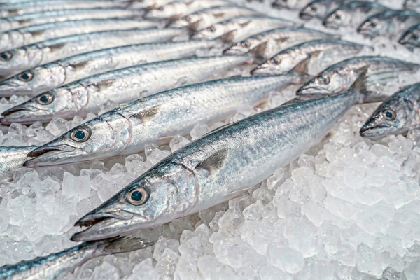 BARRACUDA