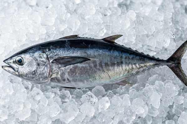 YOUNG BLUEFIN TUNA