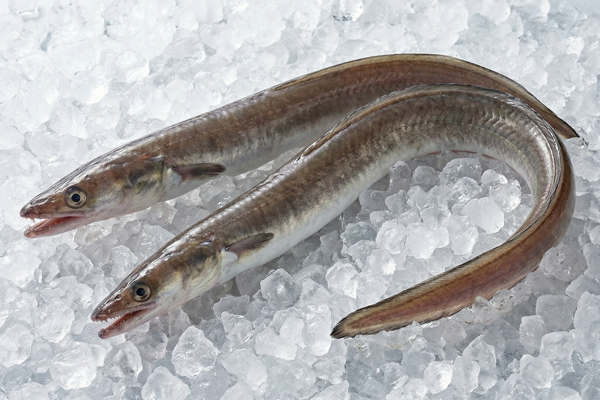 DAGGERTOOTH PIKE CONGER