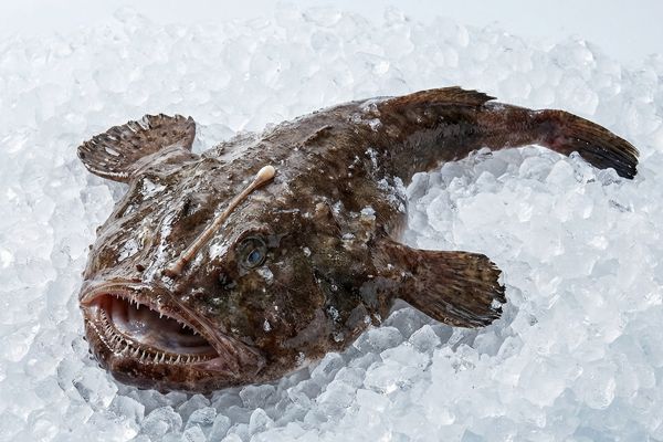 MONKFISH