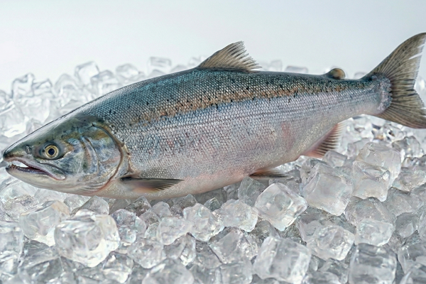 FEMALE FRESH SALMON