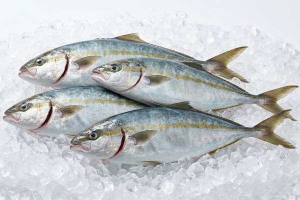 WHITE TREVALLY