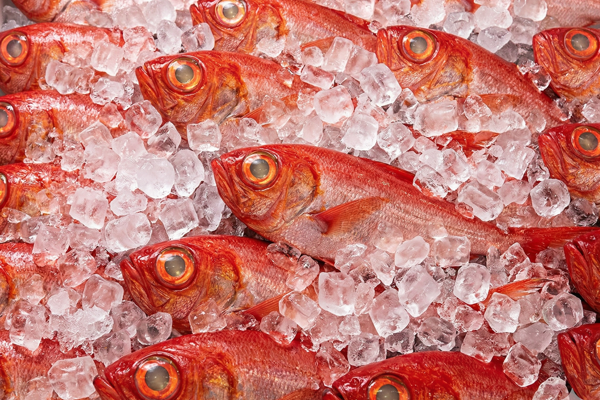 SPLENDID ALFONSINO